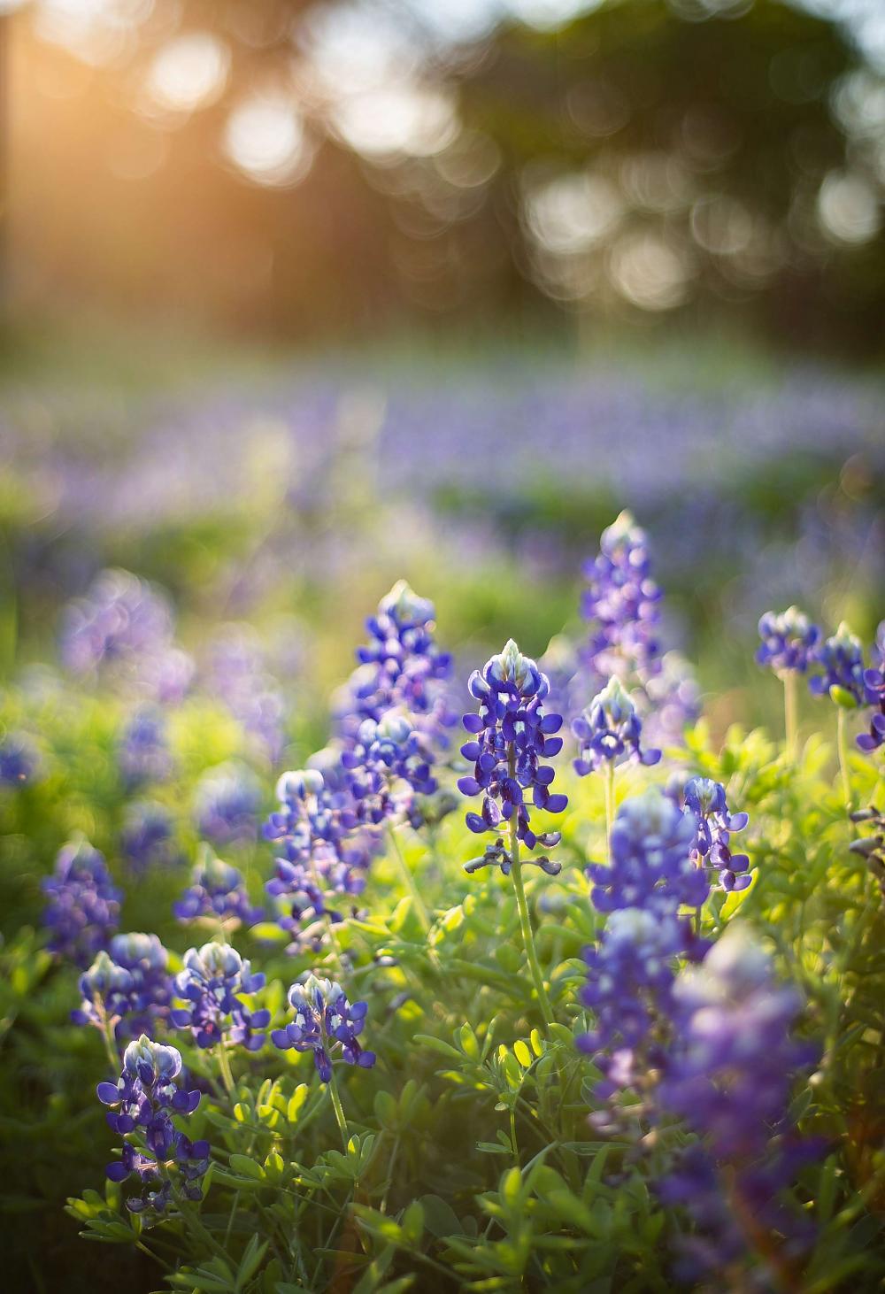 Wildflowers in Mesquite, TX