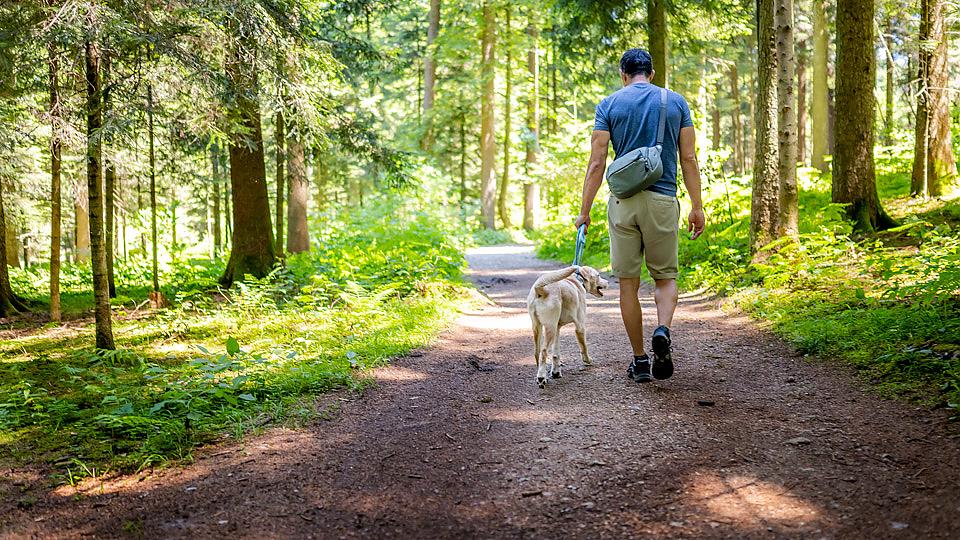 Man walking dog on trail