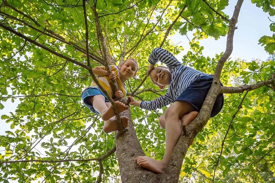 Kids Climbing Trees in Mesquite Texas